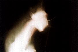 Master.jpg (4325 bytes)